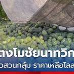 ข่าวแตงโม